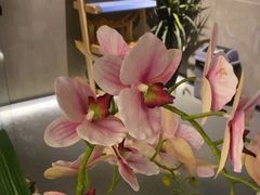 -施奈儿.洗头頭療.按摩SPA.采耳(上梅林店)