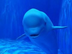 -多彩贵州城极地海洋世界