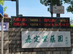 -嘉定紫藤园