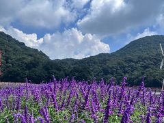 -广州市石门国家森林公园
