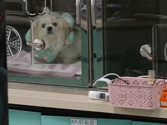 -睿金宠物医院·CT·肿瘤·骨外科