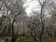 -武汉大学-樱园