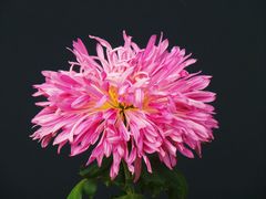 -北京植物园-展览温室