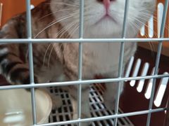 -瑞派动物医院·绝育·犬猫全科·预防医学(光景江南中店)