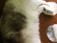 -李小姐の猫咖啡馆(五角场店)