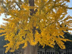 -苏州文庙(姑苏区)