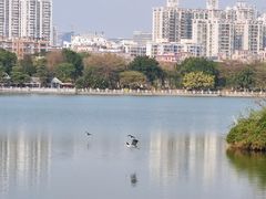 -海珠湖公园