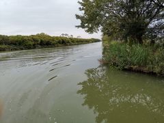 -大湾区中央湿地公园