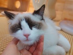 -喵屿·大理花园猫咖