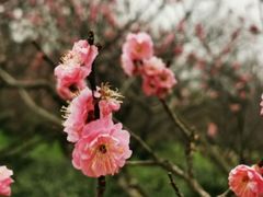 -梅花山(明孝陵内)