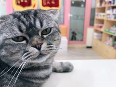 -全心全意连锁动物医院·微创中心·内科急重症·心脏专科(丰管路店)