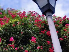 -VOYAGE COFFEE(北锣鼓巷店)