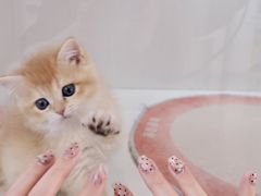 -青奢宠物·青奢猫舍