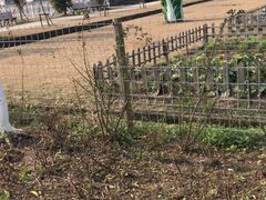 景点-上海长兴岛郊野公园