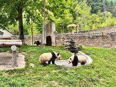 -卧龙中华大熊猫苑神树坪基地