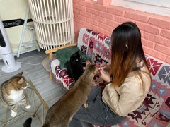 -喵屿·大理花园猫咖