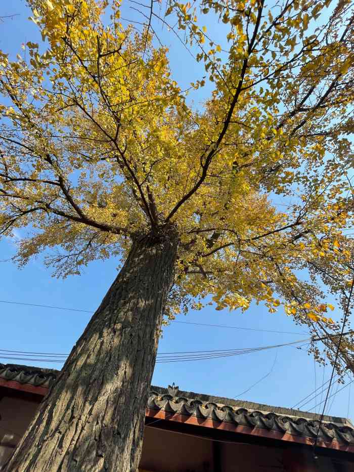 南七宝寺-"在七宝老街看到了这个寺庙,带着浮躁的心情.