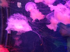 -太平洋海底世界