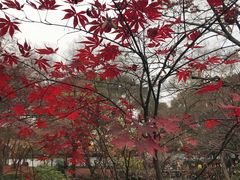 -秋霞圃