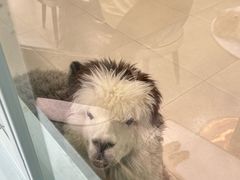 -安格丽娜·狗咖·猫咖羊驼咖(春熙路百盛商场店)