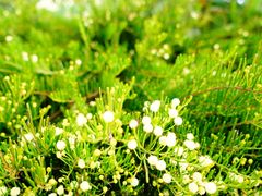 -墨尔本皇家植物园