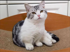 -欣宠猫屋·矮脚拿破仑·蓝金金渐层