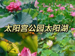 -白洋淀景区