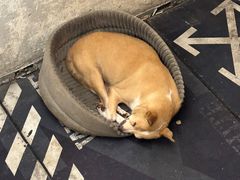 -朱氏胖子烂火锅(洪崖洞店)