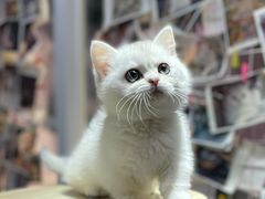 -三花喵·撸猫购宠·宠物生活馆(虹桥南丰城店)
