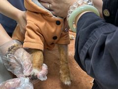 -瑞鹏宠物医院·微创内窥镜·骨外科·牙科(翠竹分院)