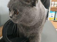 -艾贝尔宠物医院·24H转诊中心·肿瘤猫专科(江宁双龙店)