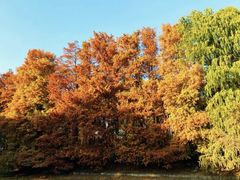 -上海共青森林公园