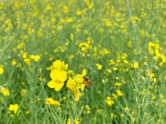 -光明小镇欢乐田园