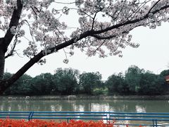 -高东镇樱花园