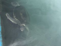 -广东惠东海龟国家级自然保护区