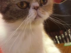 -猫色咖啡·猫咖