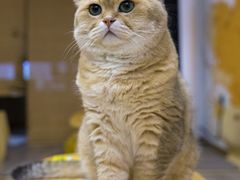 -柴迷FANS CLUB·柴犬狗咖·猫咖