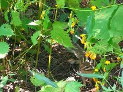 -帽儿山国家森林公园