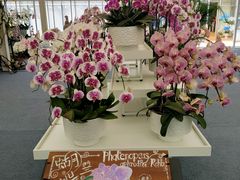 -上海鲜花港
