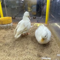 点击看大图 -神奇动物撸宠馆·羊驼·小浣熊·异宠(豫园店)