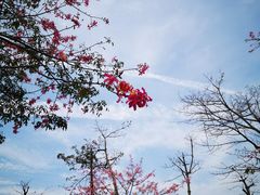 -芒洲湿地公园