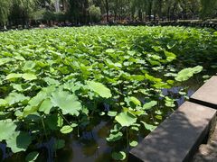 -四川大学(望江校区)