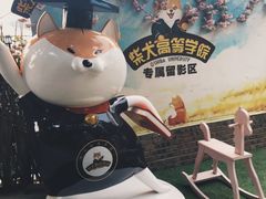 -柴犬高等学院·狗咖·柴犬售卖·宠物训练