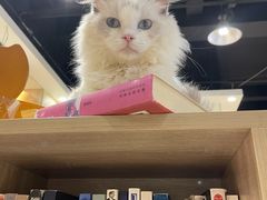 -藏猫猫咖啡主题馆(中央大道店)