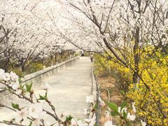 -樱花山风景区