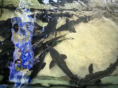 -楚鱼王·河鲜·湖北菜(华农店)
