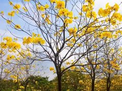 -松山湖梦幻百花洲