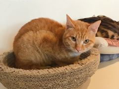 -Cappucimeow猫咪咖啡馆(韦伯时代店)