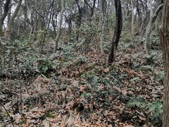 -上海佘山国家森林公园天马山园