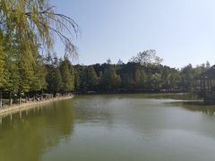 -金花茶公园